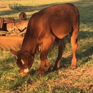 Meet your Posher, Terry